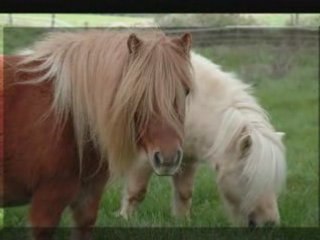 Les shetlands xD