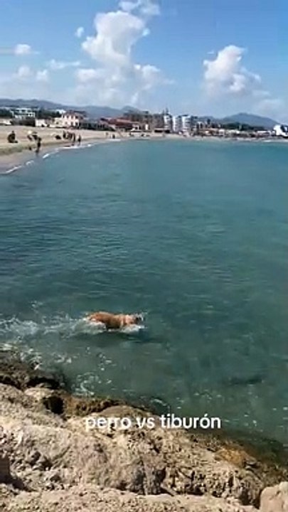 INSOLITE | En Espagne, un chien saute dans l’eau pour chasser un requin.