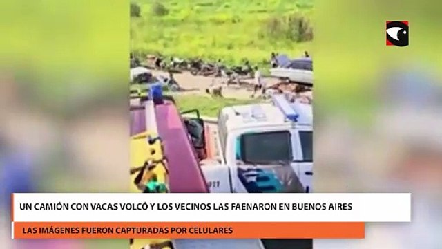 Un camión con vacas volcó y los vecinos las faenaron en Buenos Aires