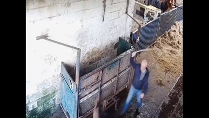 Horses Making a Killing: Shocking Investigative Documentary 🐎