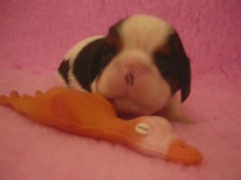 Darling, chiot cavalier king charles