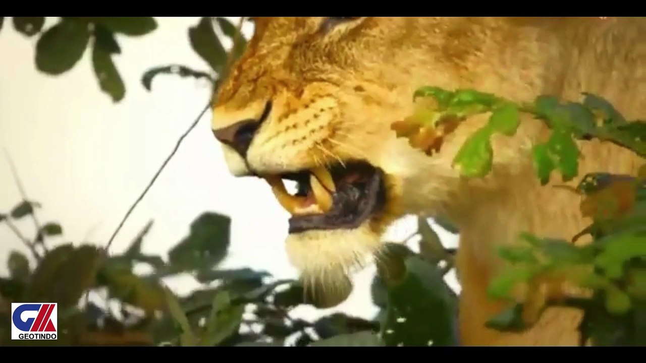 ANGRY BUFFALO2
