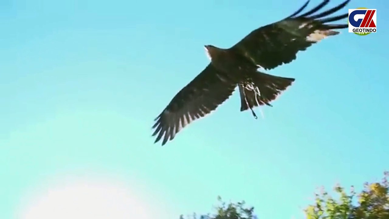 DANGEROUS EAGLE