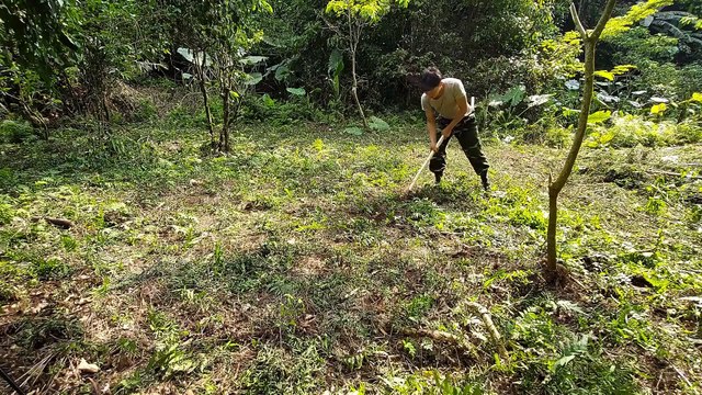 Construindo uma nova vida Ep.4 - Fazendo uma casa, cuidando de vacas, construindo uma fazenda na floresta