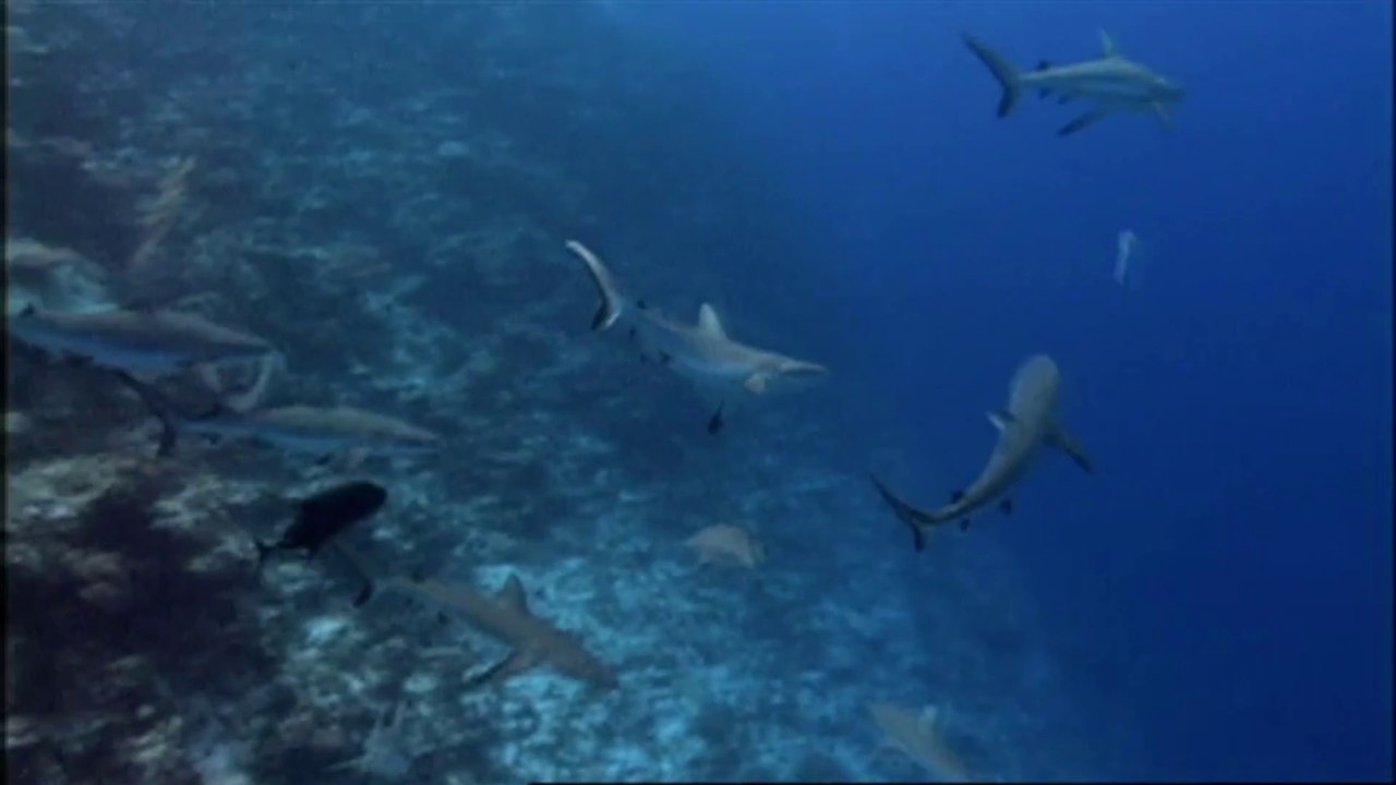 2003 Smart Sharks Swimming With Roboshark