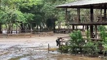 ปางช้าง