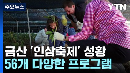 '심 봤다!' 몸도 마음도 건강한 금산 인삼축제 / YTN