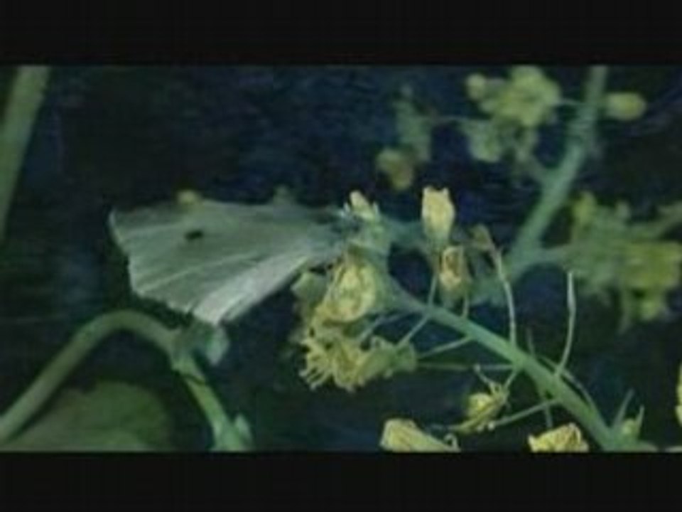 Kagrra Sarasouju no Komoriuta