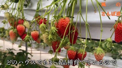 多度グリーンファー（たおやかインターネット放送)風の散歩道ワンちゃんとイチゴ狩多度グリーンファームといきものクッキー!?Doggie Strawberry Hunting Tado Green Farm and Ikimono Cookies!