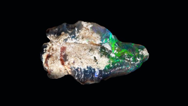 Opalised fossils provide insight into prehistoric outback NSW