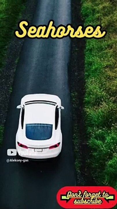 Animal Facts          Seahorses        #shorts95