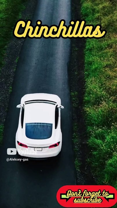 Animal Facts         Chinchillas         #shorts