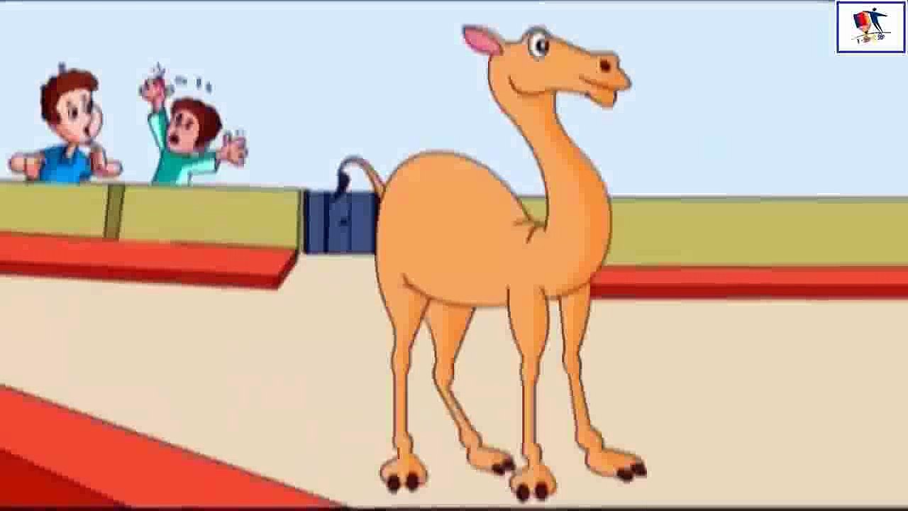 Pet Animals