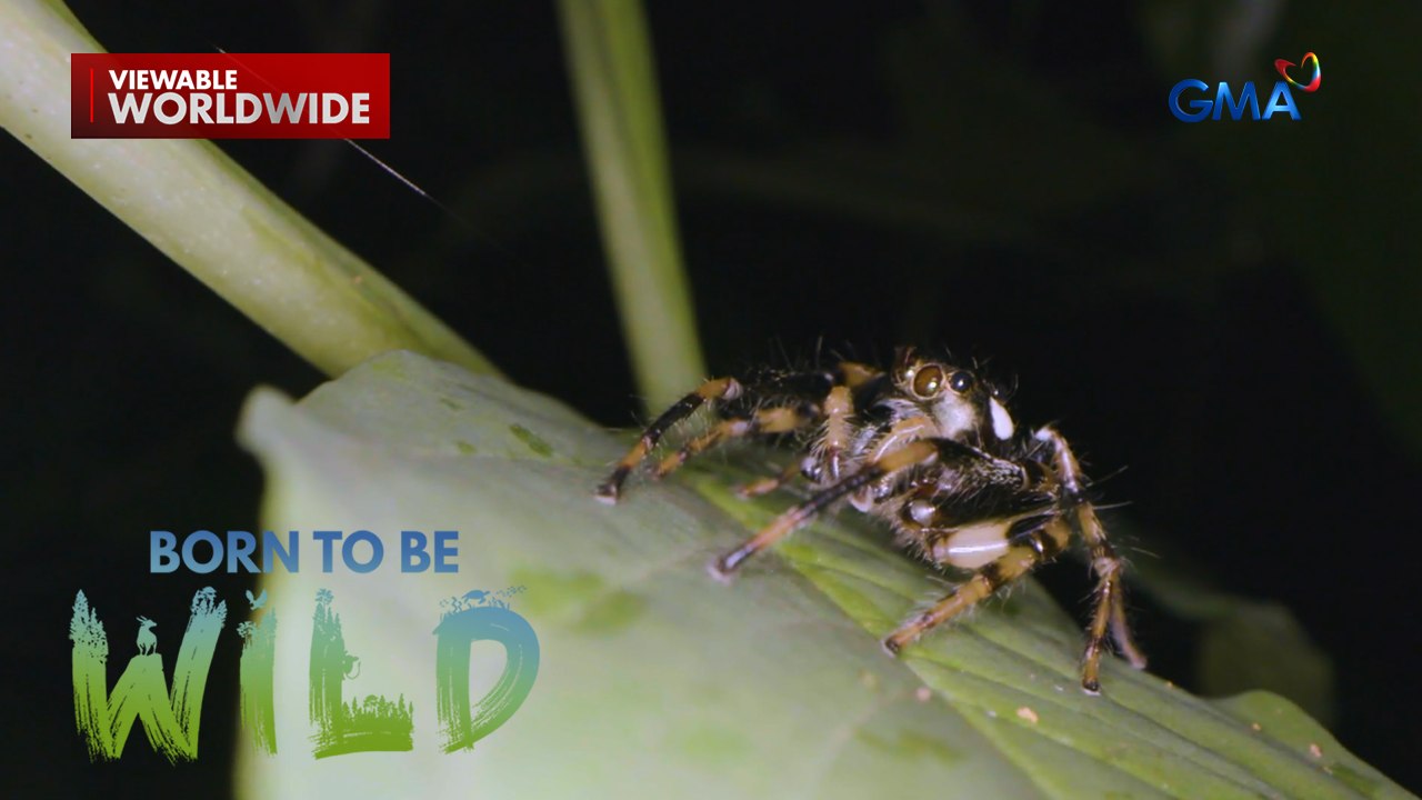 Doc Ferds Recio, sinubukang maghanap ng ‘jumping spider’ sa Mt. Makiling! | Born to be Wild