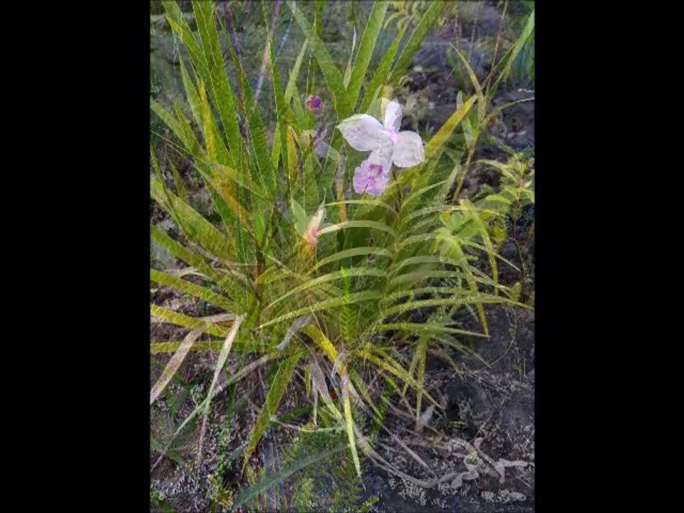 Fleurs