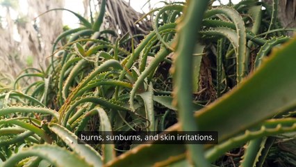 Discover the Amazing Health Benefits of Aloe Vera