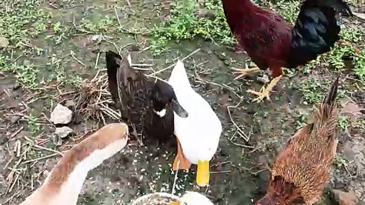 Eating a Duck