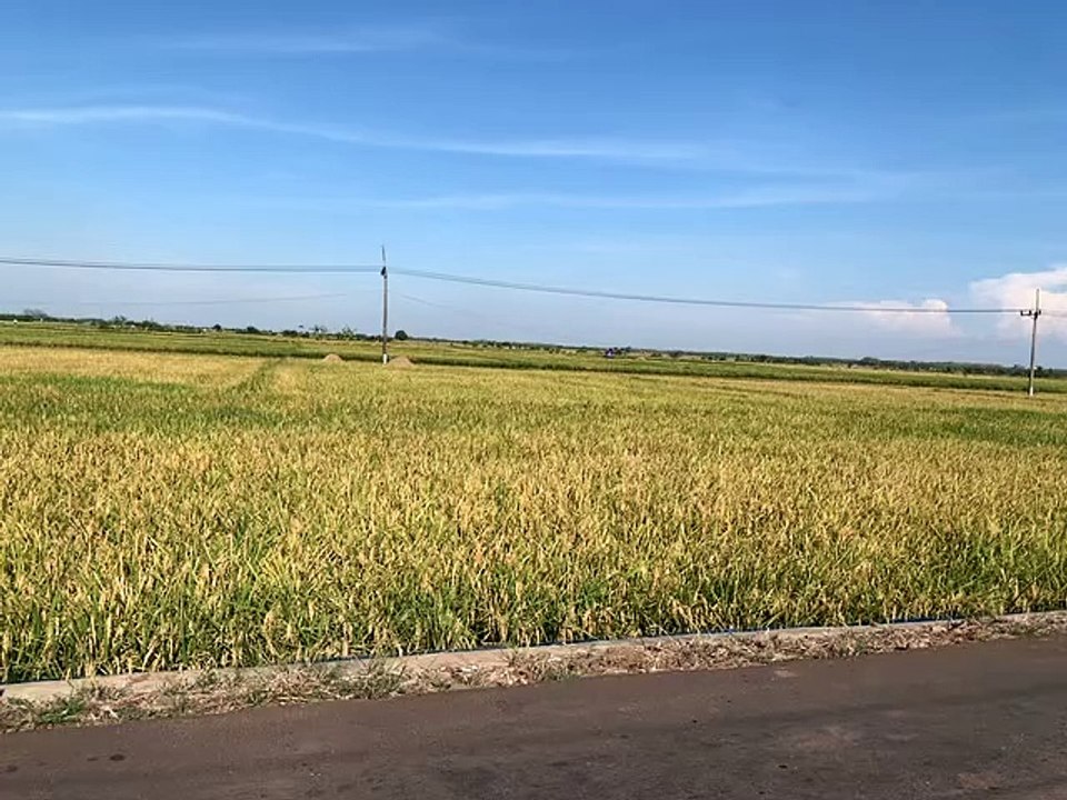 Setelah Panen Usai, Petani akan Bakar Jerami