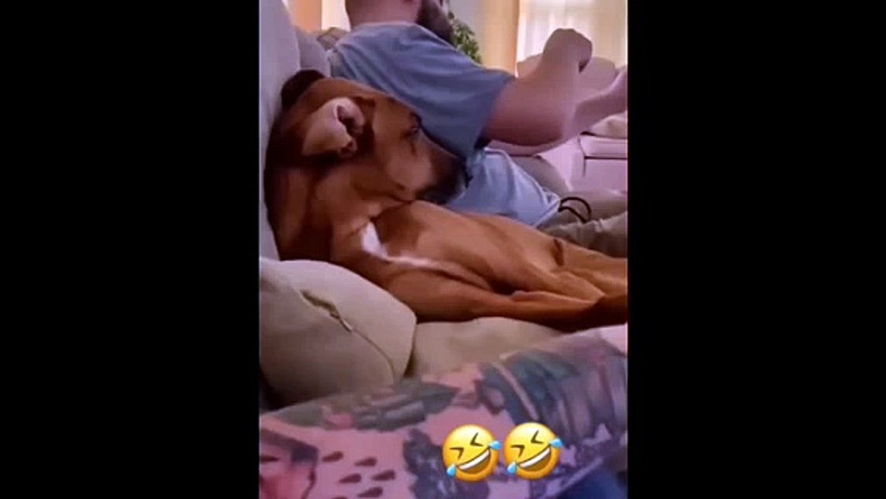Funny Animal Videos PT03