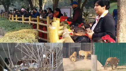 दिल्ली जू में 8 अक्टूबर तक 12 साल तक के बच्चों के लिए एंट्री फ्री