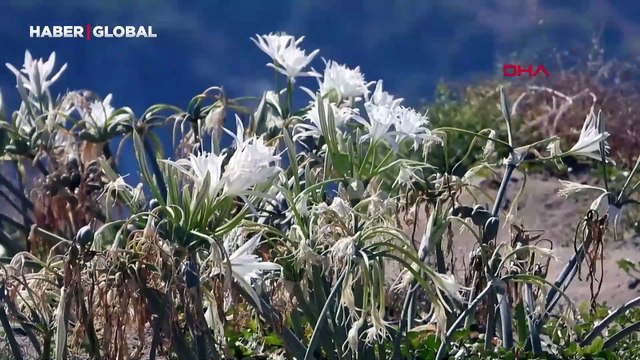 Samandağ'ın sahil süsü kum zambakları: Koparana rekor ceza var