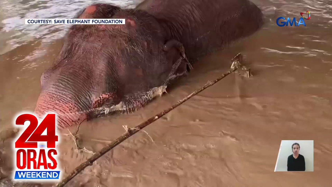 Mga elepante at iba pang hayop na naipit sa baha, pahirapang masagip | 24 Oras Weekend