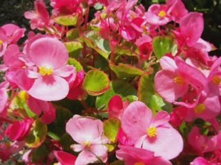 Lulet e Republikes se Kosoves