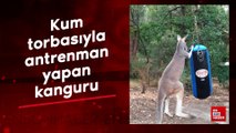 Kum torbasıyla antrenman yapan kanguru