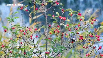 Hava sıcaklığının artması doğaya yaradı