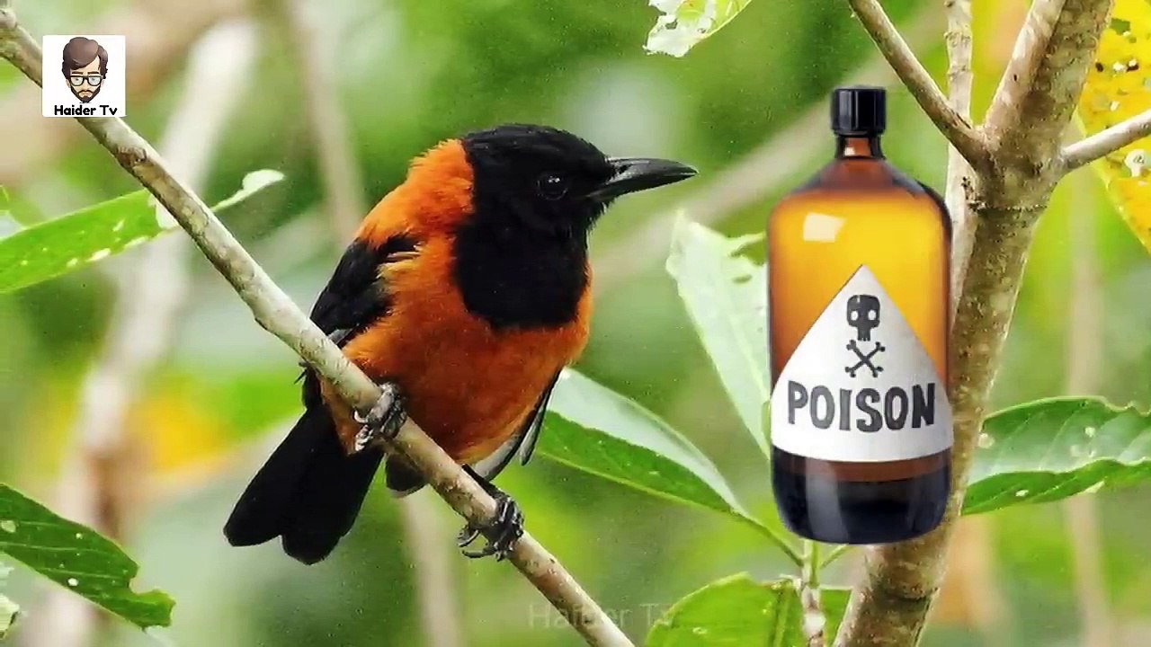 10 Most Dangerous Birds In The World