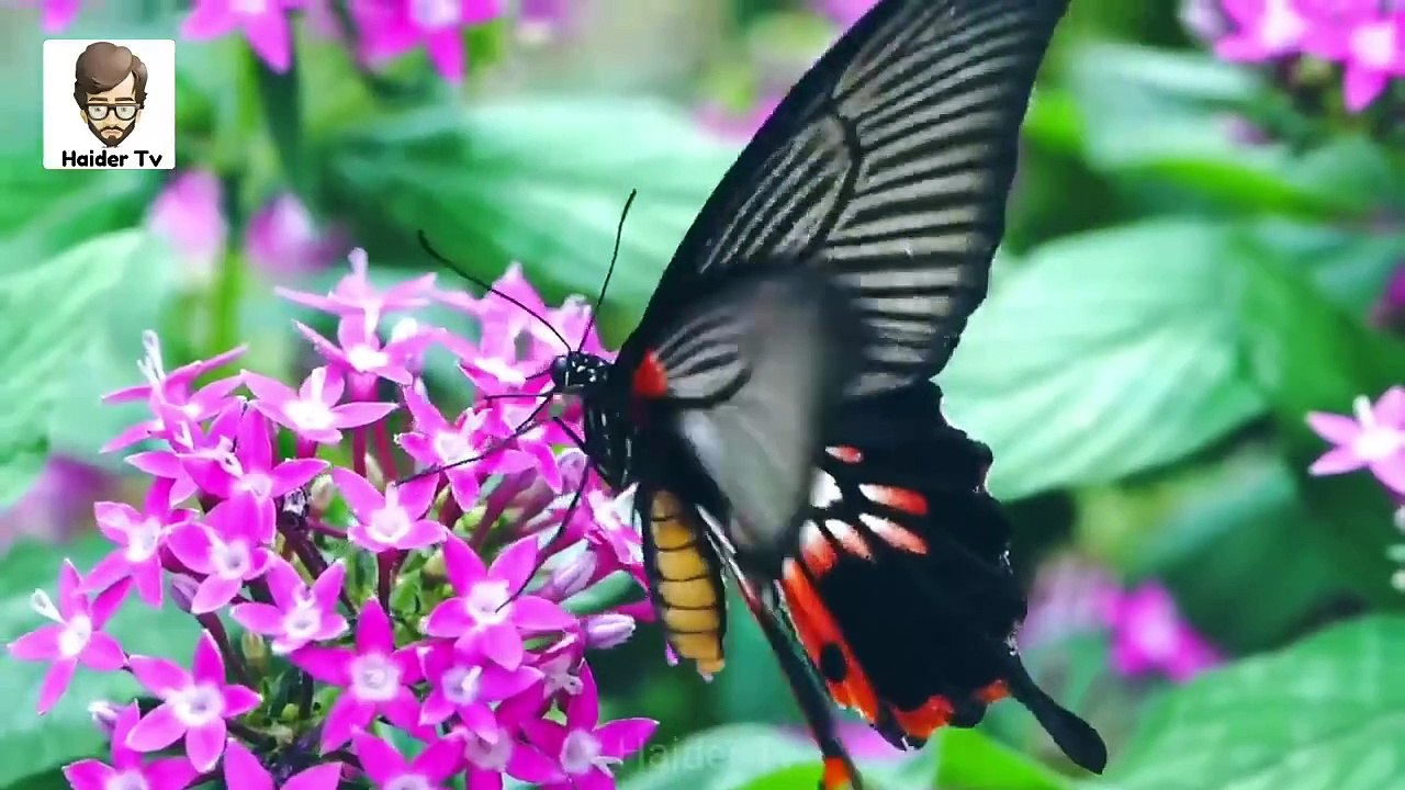 9 Most Invisible Animals In The World