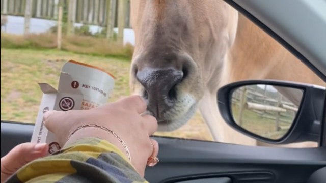 Jet-lagged tourists get overwhelmed by aggressive safari animals eager to grab their snacks