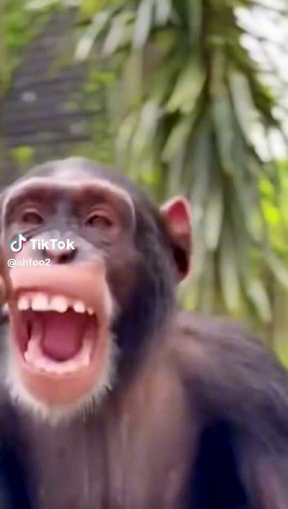 Funny  video viral video comedy video