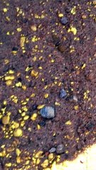 Discover the Mystique of Sungai Emas: The Golden River ✨