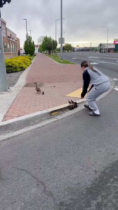 Helping ducks up from a busy curb