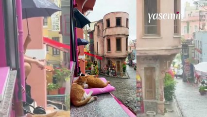 İstanbul'un sokağında yağmur sesiyle uyuyan kediler! Huzurlu anlar...