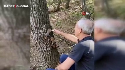 Kesilen ağaçta bulunan yavru sincapları şırınga ile beslediler