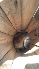 Hilarious Mouse Talks to Mama – Cute and Funny Moments! #shorts