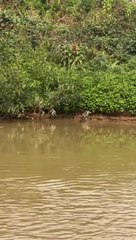 Jaguar vs. Crocodile: A Thrilling Breakfast Battle in the Wild! #animals