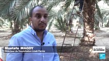L'Égypte devient le premier producteur de datte avec près de 2 millions de tonnes par an