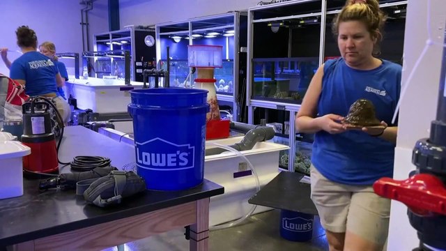 Aquário da Florida coloca pinguins em segurança perante a ameaça do furacão Milton