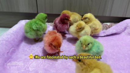 hen finds his chicks and cat care them