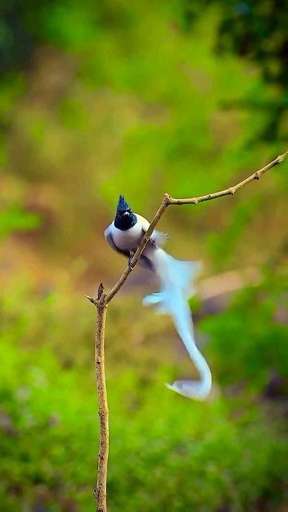 The Asian paradise flycatcher is a bird of rare beauty and elegance, with its long, flowing tail and striking colors. Males, especially, are a sight to behold, with their snow-white or vibrant rust-colored plumage trailing behind them as they dart through