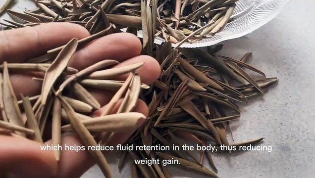 #benefits#of#olive#tea #what#happens if you drink one cup of #boiled #olive #leaf