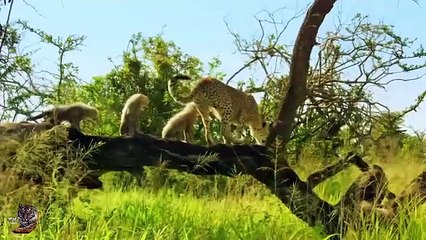 It's difficult to survive because the tiger come to hunt