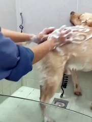 "Wildlife Comedy Show: Animals Being Ridiculous"