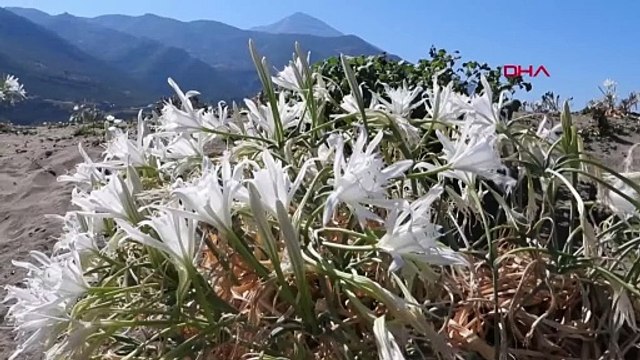 Sahilin asi kraliçeleri: Kum zambakları… Koparana 387 bin lira ceza