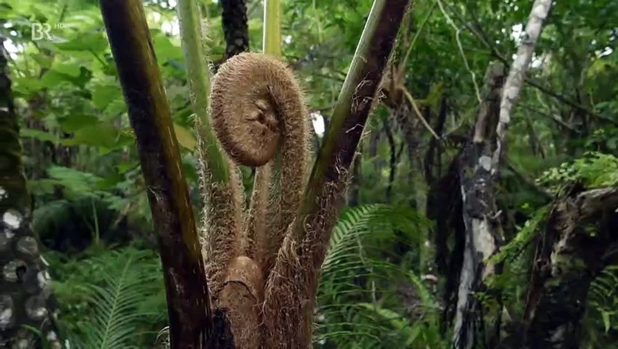 Japans Garten Eden · Die Insel Iriomote