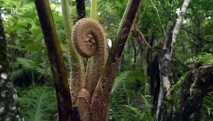 Japans Garten Eden · Die Insel Iriomote