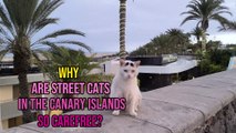 What Makes Street Cats in the Canary Islands So Carefree?❤️